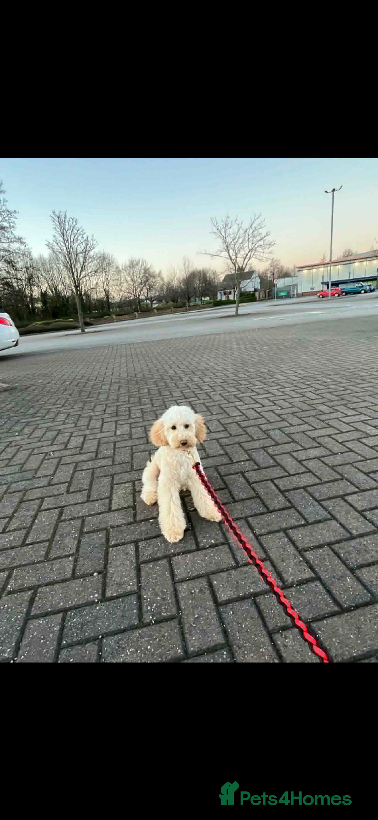 Miniature Poodle dogs Poodle miniature  - Advert 1