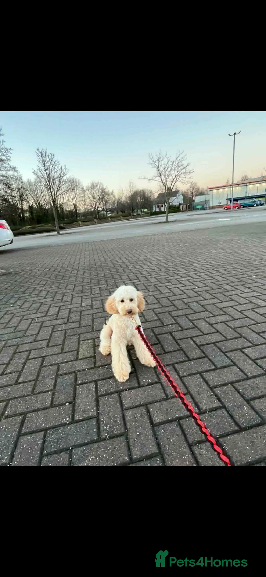 Miniature Poodle dogs for sale: Poodle miniature  in Leeds - Advert 1