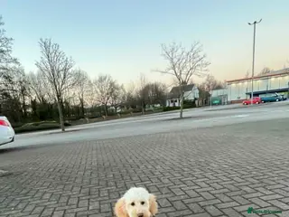 Miniature Poodle dogs Poodle miniature - Advert 1