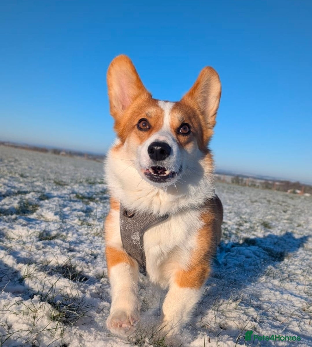 Welsh Corgi Pembroke dogs Dylan  - Advert 4