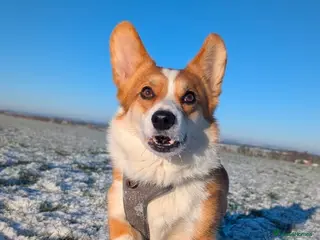 Welsh Corgi Pembroke dogs Dylan - Advert 4