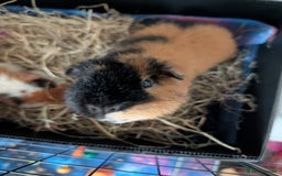 Guinea Pig rodents for sale: 2 male rex guinea pigs, with cage and all. - Advert 5