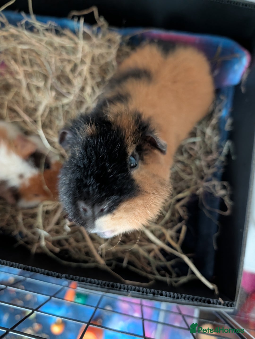 Guinea Pig rodents for sale: 2 male rex guinea pigs, with cage and all. - Advert 5