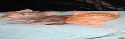 Maine Coon cats for sale: Pedigree tica mainecoon kittens - Advert 23