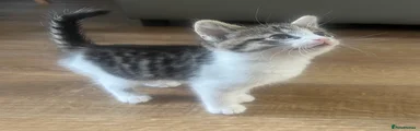 💚Male 3
