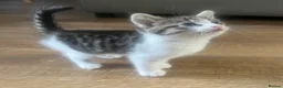 British Longhair cats for sale: 6 Long hair X Tuxedo Kittens ❤️ - Advert 12