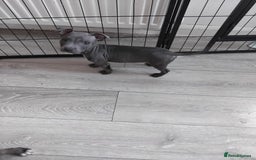 Staffordshire Bull Terrier dogs for sale: Blue male staff puppies  - Image 2