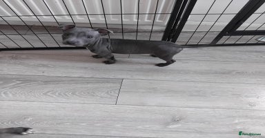 Staffordshire Bull Terrier dogs - Advert 1