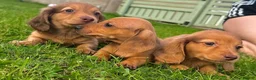 Miniature Dachshund dogs for sale: Red long hair miniature daschund puppies - Advert 18