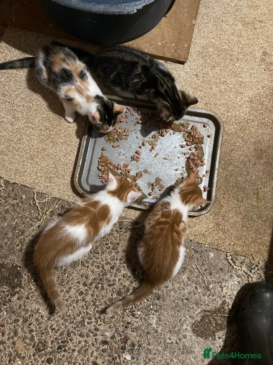 Mixed Breed cats for sale: Playful kittens for sale - Advert 1