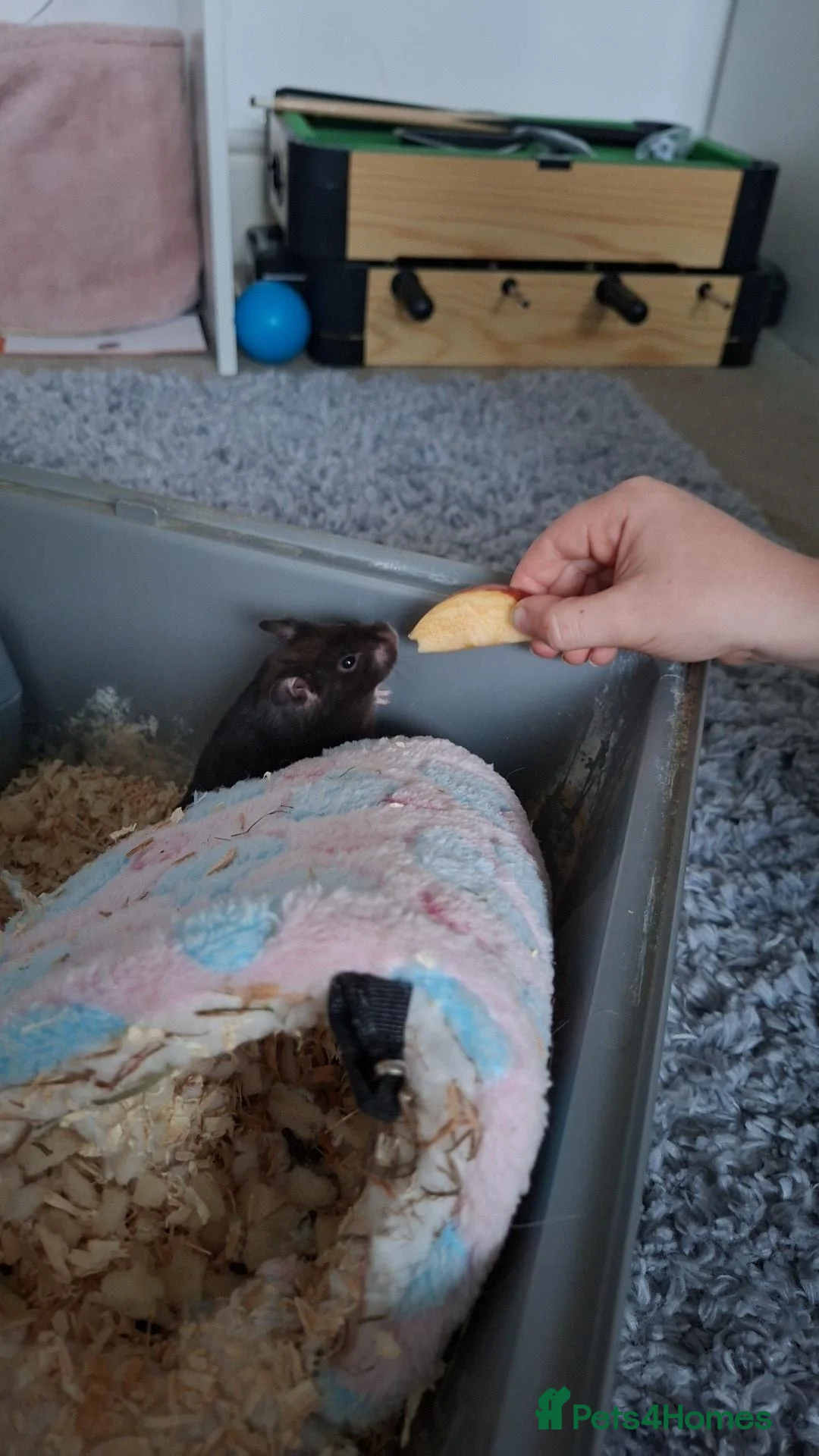 Hamster rodents for sale: Hamster - Advert 2
