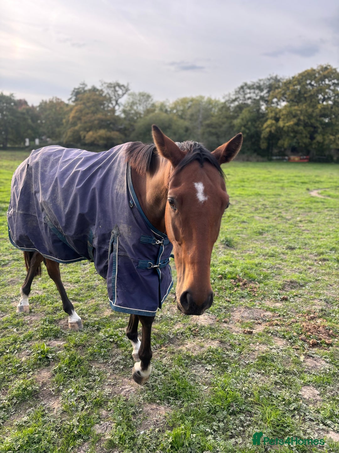 Irish Thoroughbred horses for sale: Companion / project for the further  - Image 2
