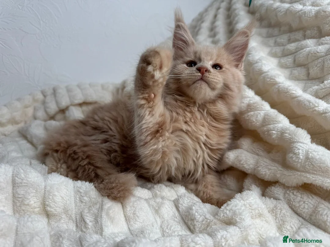 Maine Coon cats for sale: MaineCoon, Beautiful Kittens available  - Advert 2