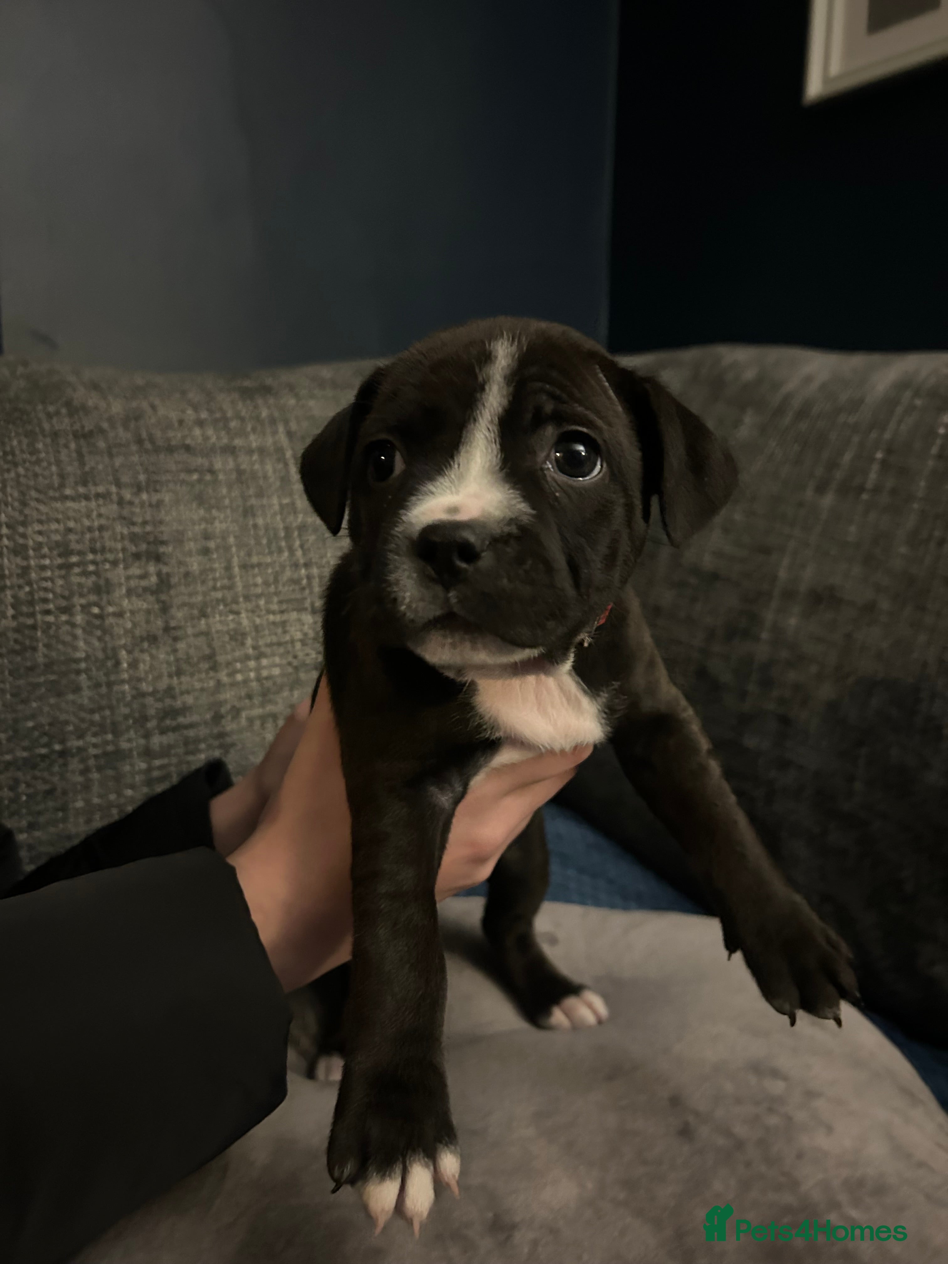 Staffordshire Bull Terrier dogs LAST 2 KC Registered Staffordshire Bull Terrier - Advert 16