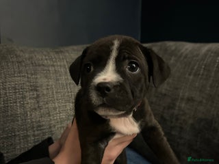 Staffordshire Bull Terrier dogs LAST 2 KC Registered Staffordshire Bull Terrier - Advert 18