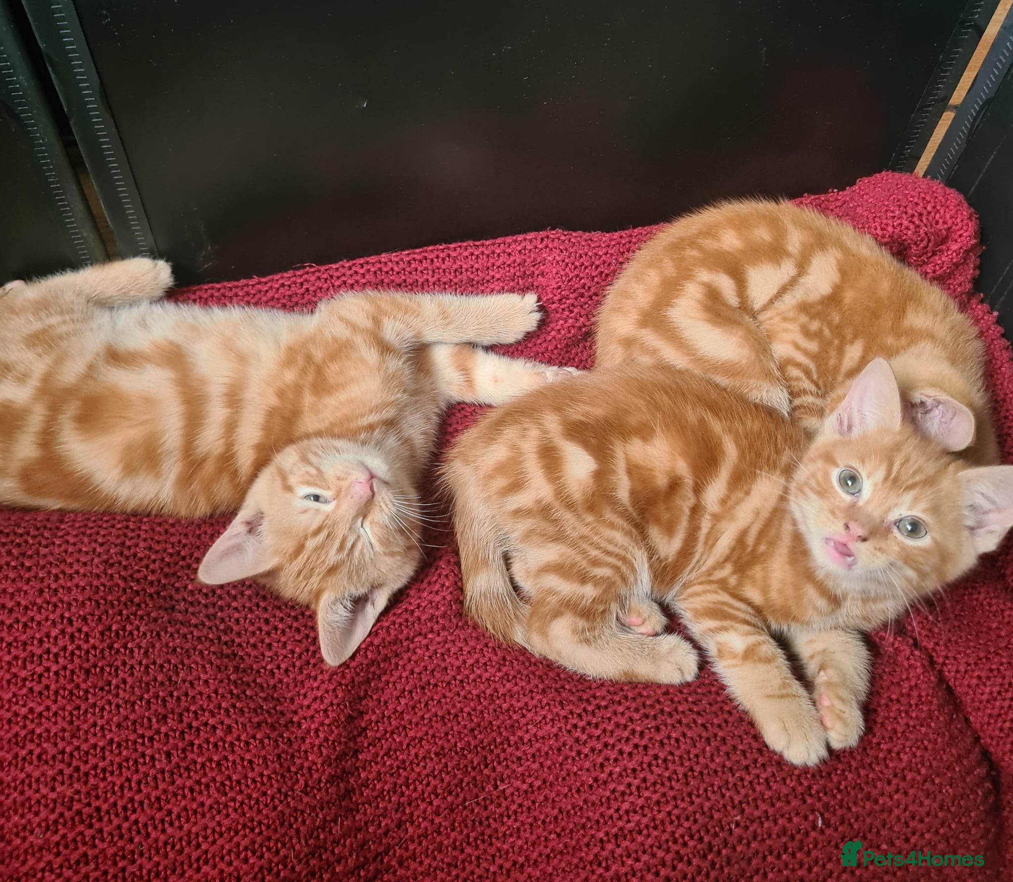 Mixed Breed cats Ginger kittens for sale  - Advert 3