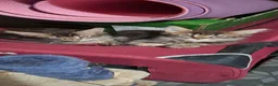 Maine Coon cats for stud: Stud duties - Advert 13