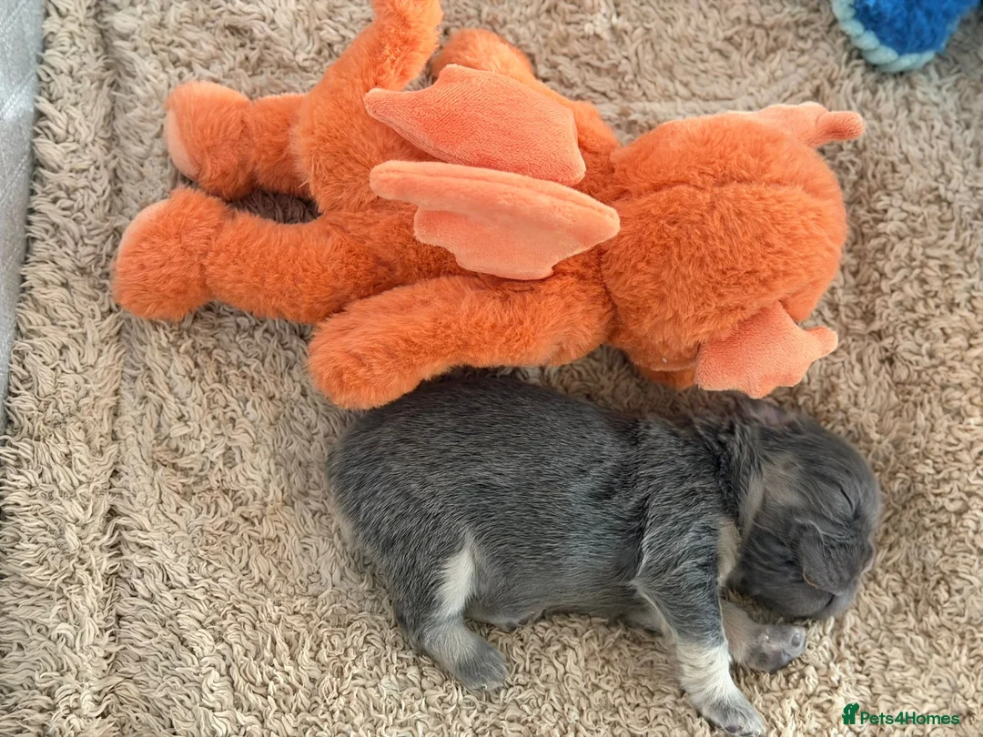 French Bulldog dogs for sale: French Bulldog  **  fluffy  in Bognor Regis - Advert 15