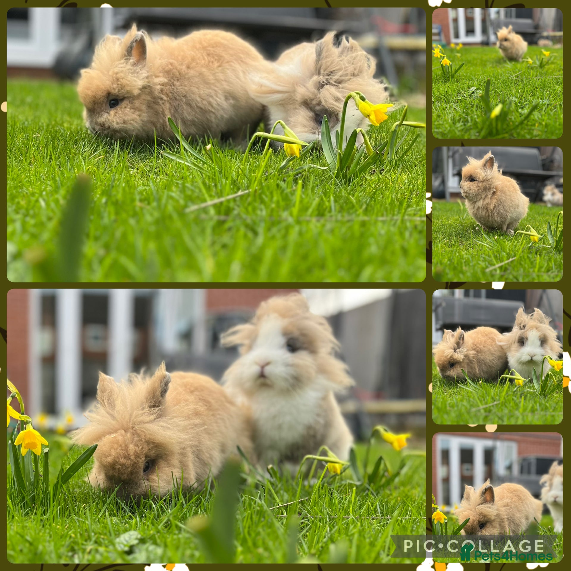 Lionhead rabbits for sale: Dwarf Lionhead Male - Advert 2