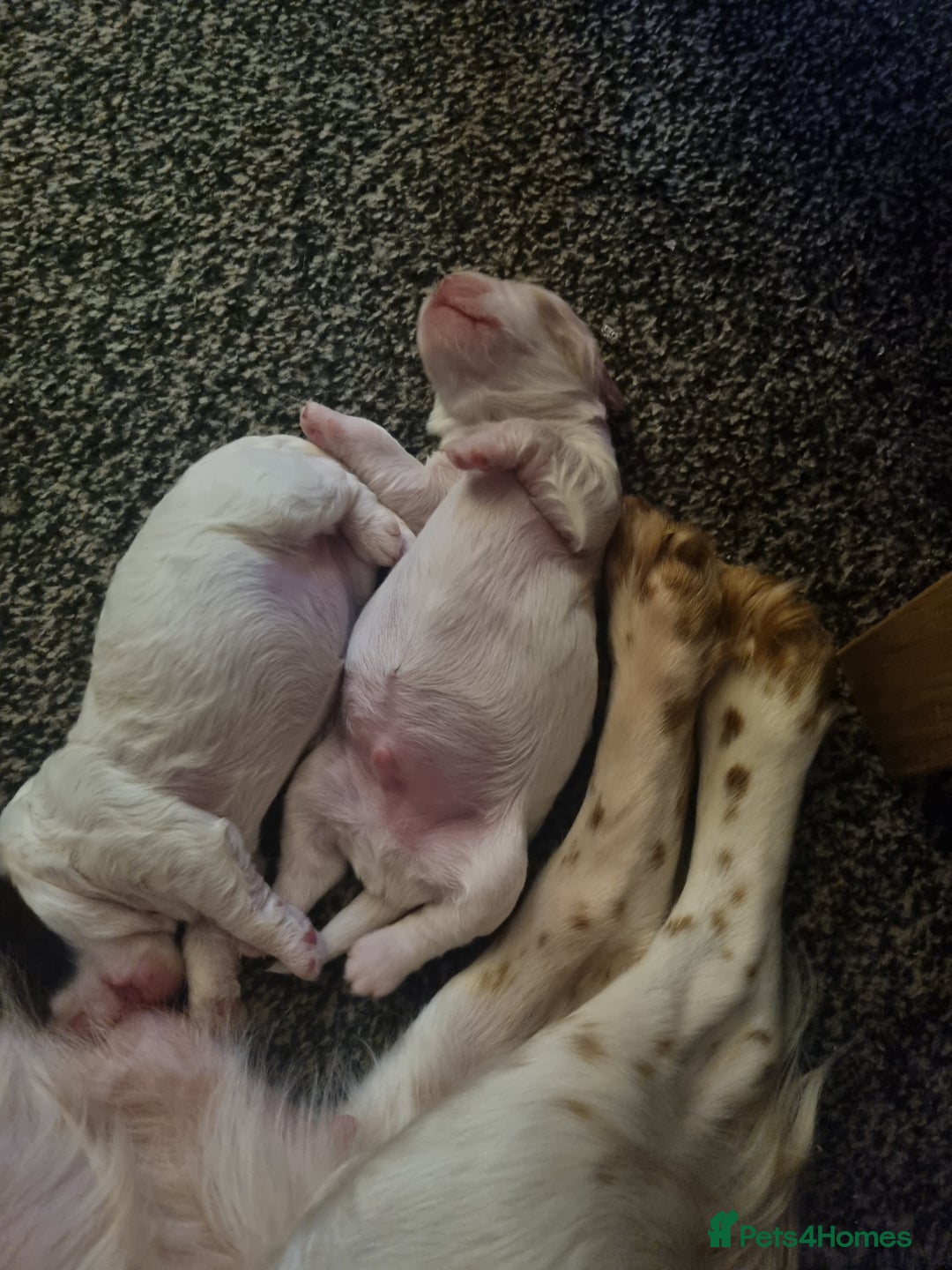 Cockapoo dogs for sale: Beautiful cockapoo boy  in Rotherham - Image 16