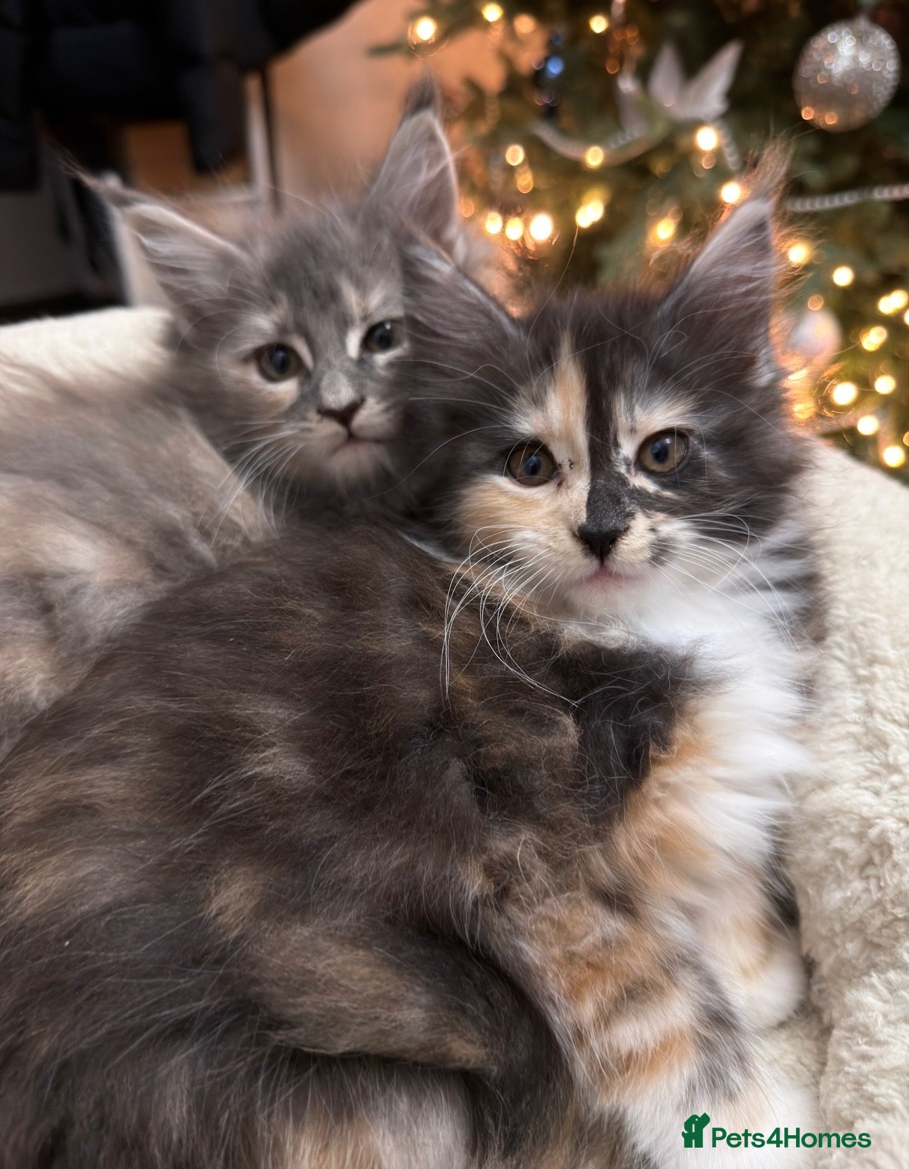 Maine Coon cats 🐱2 GIRLS MAINE COON KITTENS READY FOR NEW HOME🐱 - Advert 9