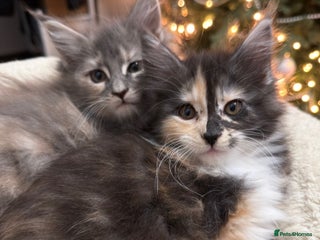 Maine Coon cats 🐱2 GIRLS MAINE COON KITTENS READY FOR NEW HOME🐱 - Advert 2