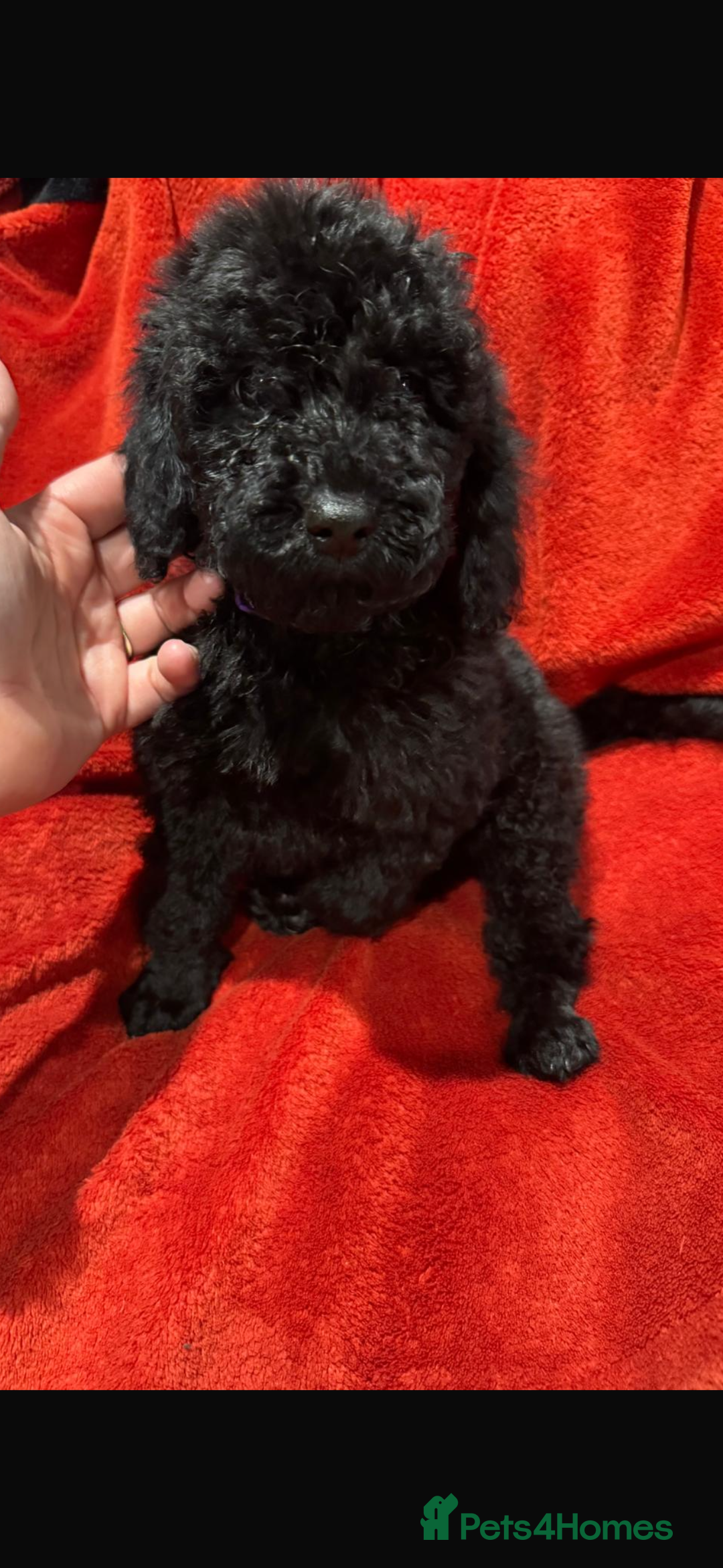 Cockapoo dogs for sale: Ready now! 2 females left!! F1b cockapoos!!! - Advert 22