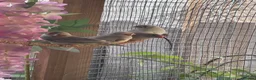 Finches birds for sale: Zebra Finch Chicks - Advert 1