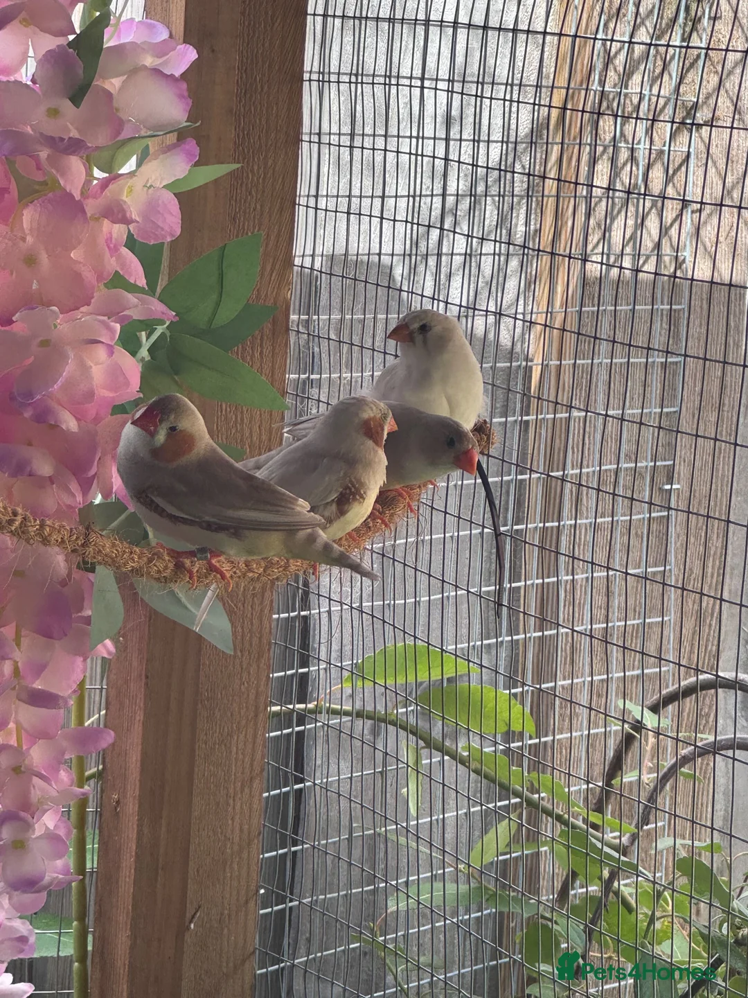 Finches birds for sale: Zebra Finch Chicks - Advert 1