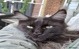 Maine Coon cats for sale: Male mainecoon  - Image 6