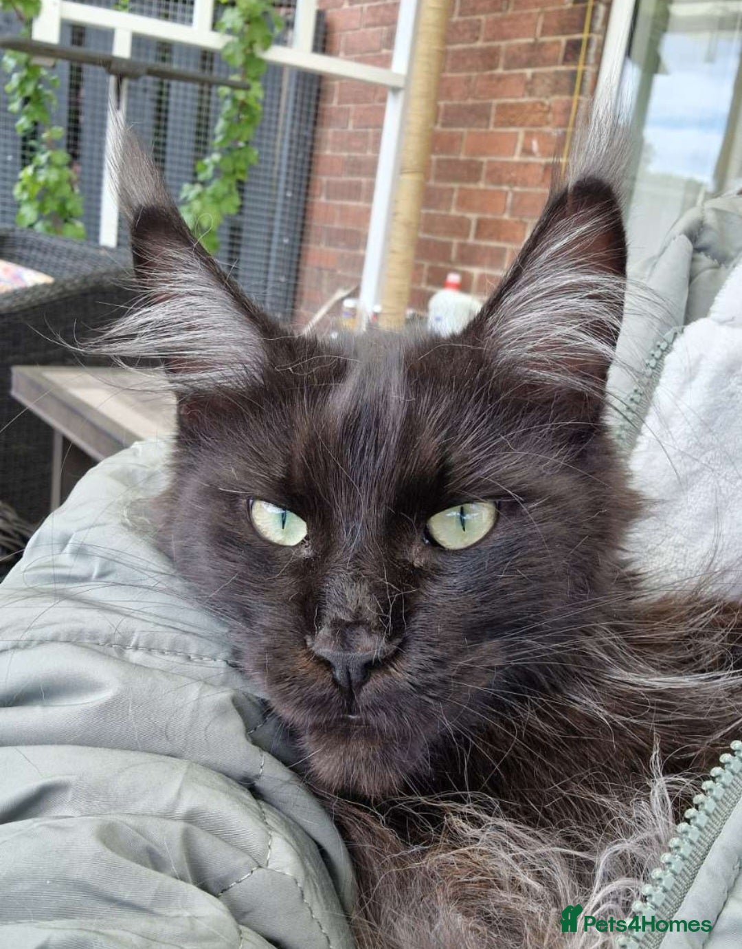 Maine Coon cats for sale: Male mainecoon  - Image 6