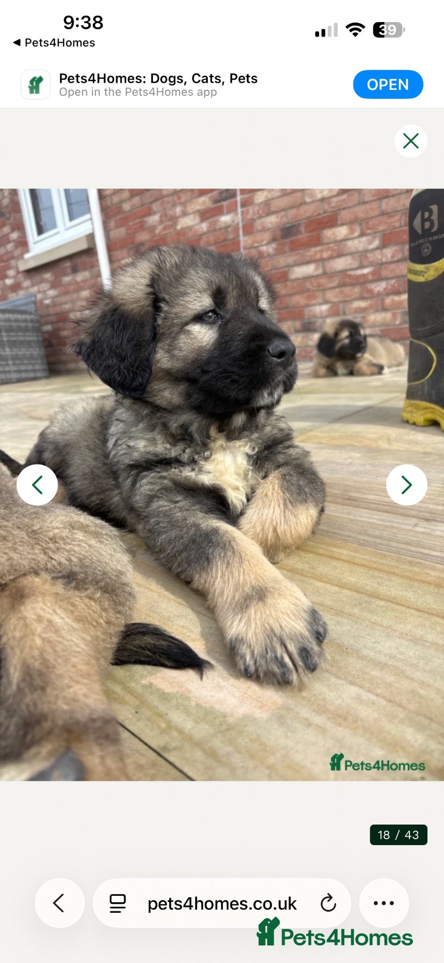 Caucasian Shepherd Dog dogs Caucasian shepherd pups. Final litter - Advert 4