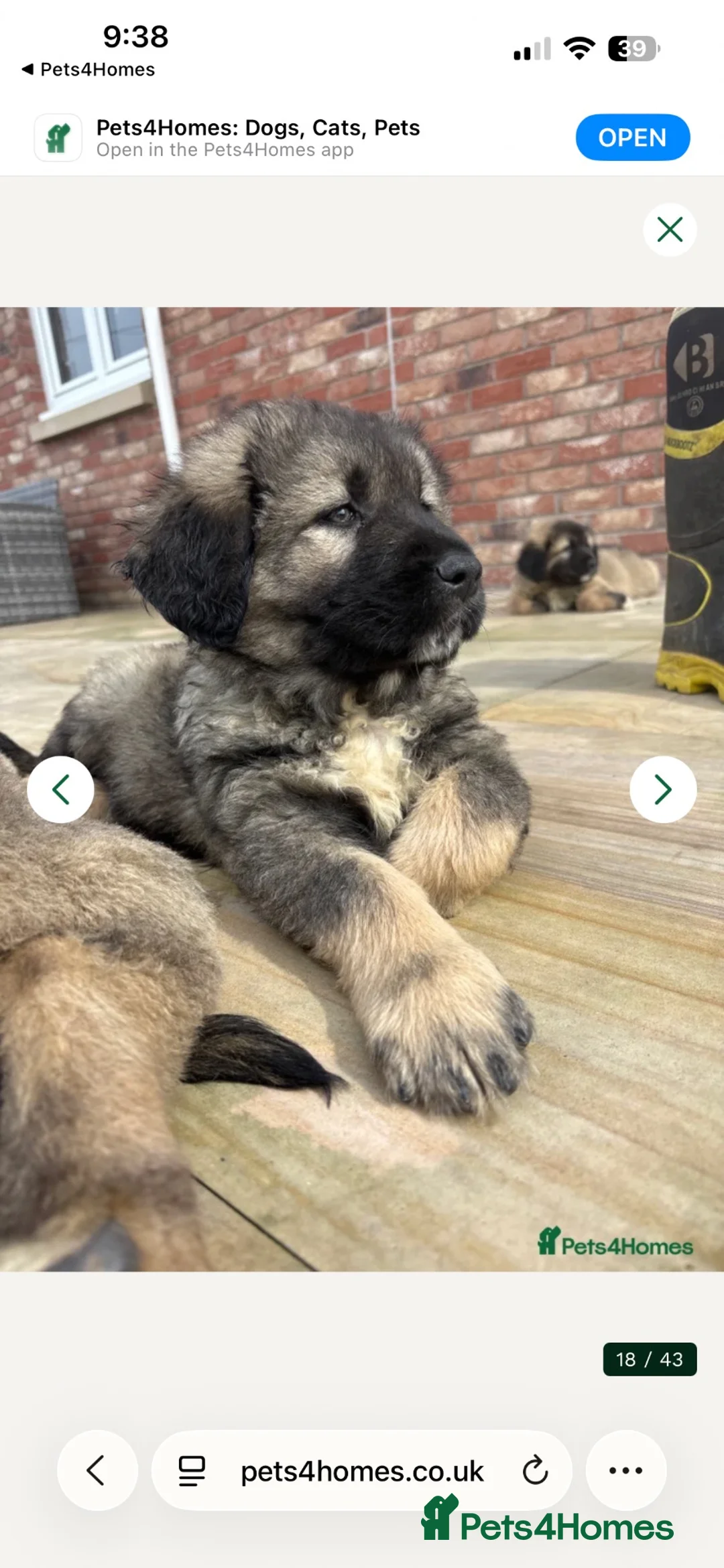 Caucasian Shepherd Dog dogs for sale: Caucasian shepherd pups. Final litter - Advert 1