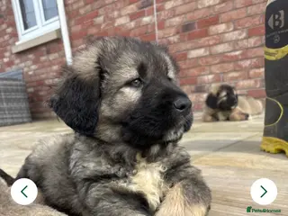 Caucasian Shepherd Dog dogs Caucasian shepherd pups. Final litter - Advert 1