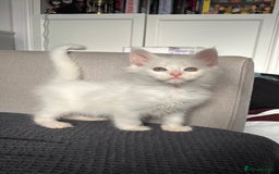 Maine Coon cats for sale: Maine coon kittens POLYDACTYL FEMALES  - Image 7