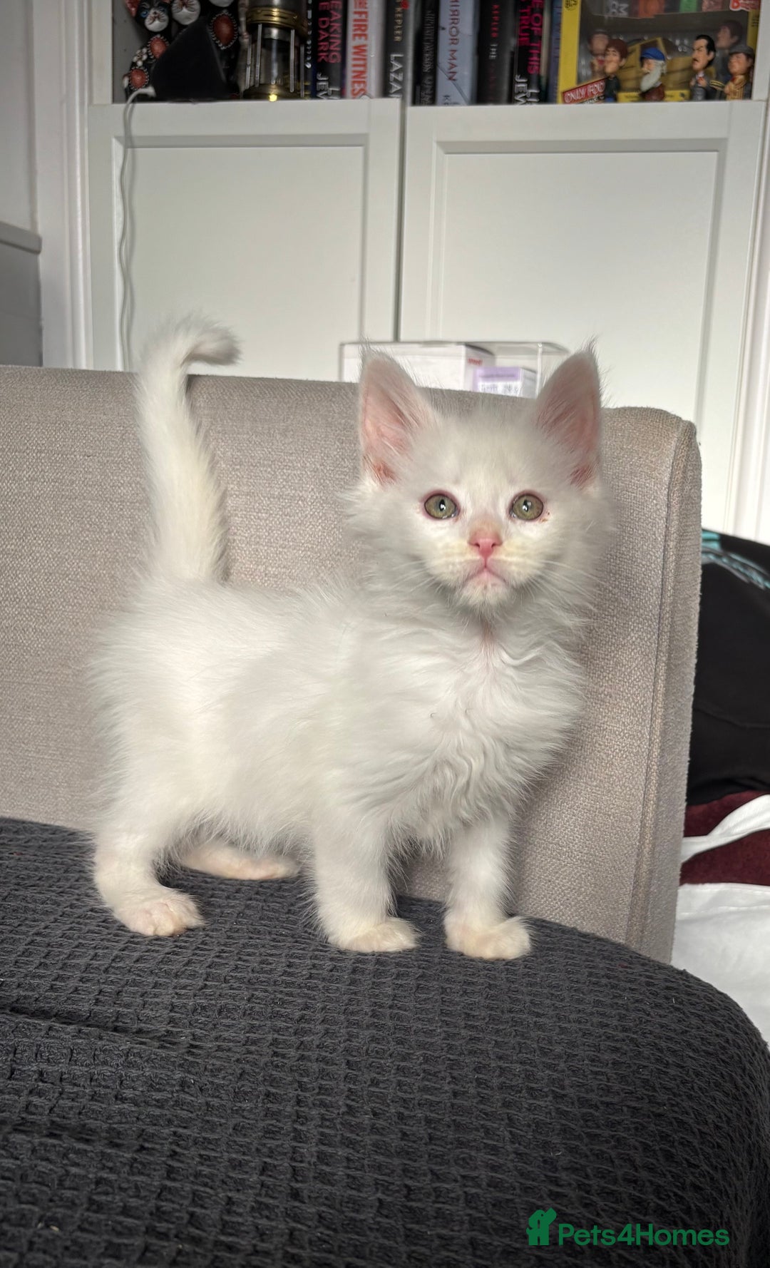 Maine Coon cats for sale: Maine coon kittens POLYDACTYL FEMALES  - Image 7