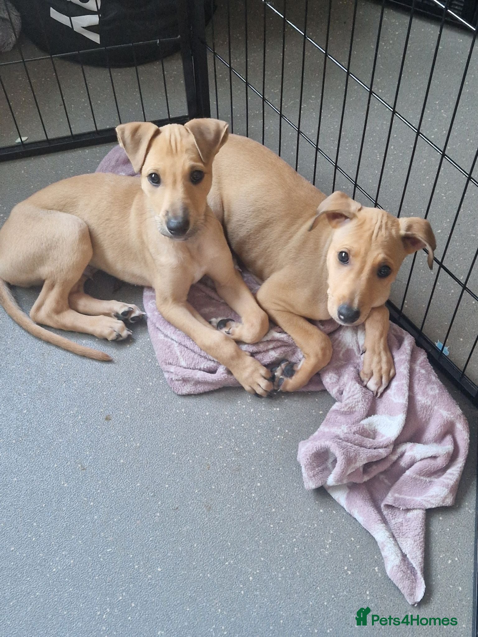 Lurcher dogs Alaunt x bullgrey lurchers - Advert 1