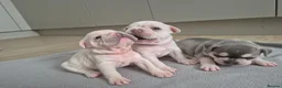 French Bulldog dogs for sale: Pet litter Frenchies with rope female - Advert 7