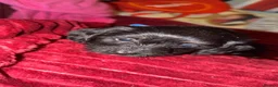 Mixed Breed dogs for sale: Schweenie puppy’s  - Advert 18