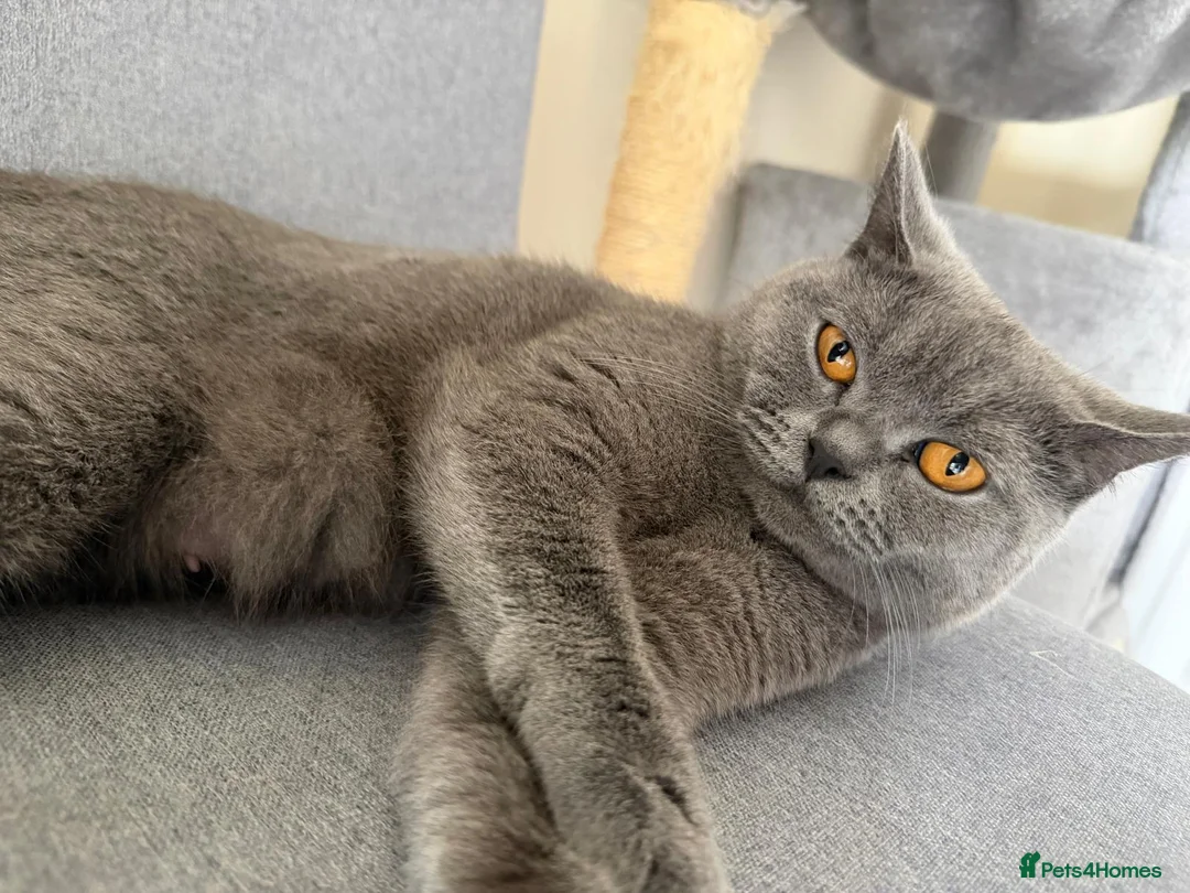 British Shorthair cats for sale: 3 British Shorthair Kittens  - Advert 2