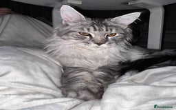Maine Coon cats for sale: Male Maine coon - Image 4
