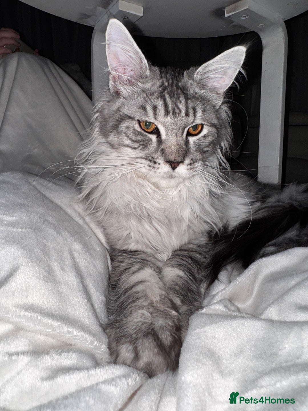 Maine Coon cats for sale: Male Maine coon - Image 4