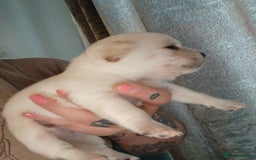 Mixed Breed dogs for sale: Jackawawas  - Image 13