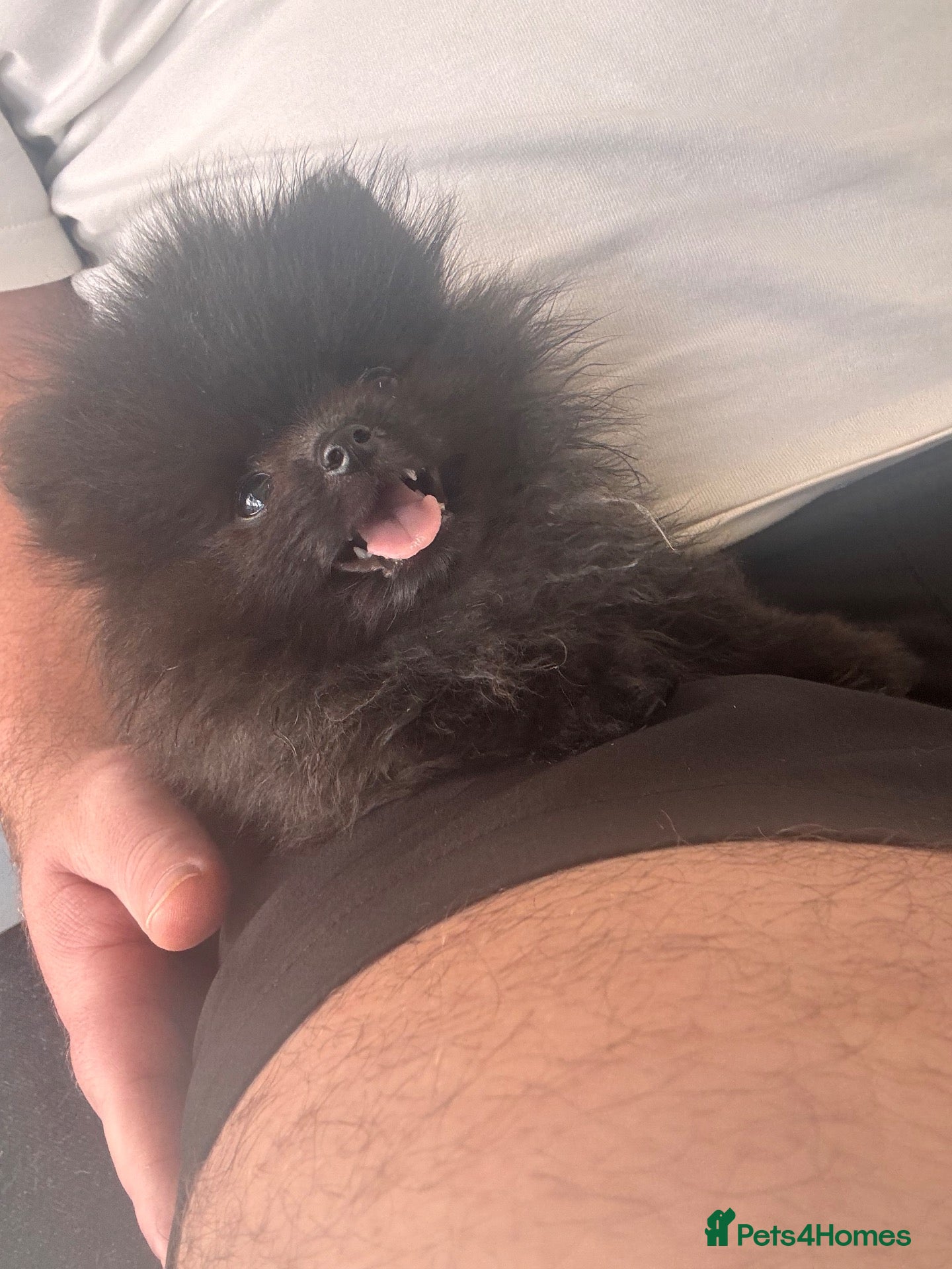 Pomeranian dogs Champion bloodlines Pomeranian  - Advert 1