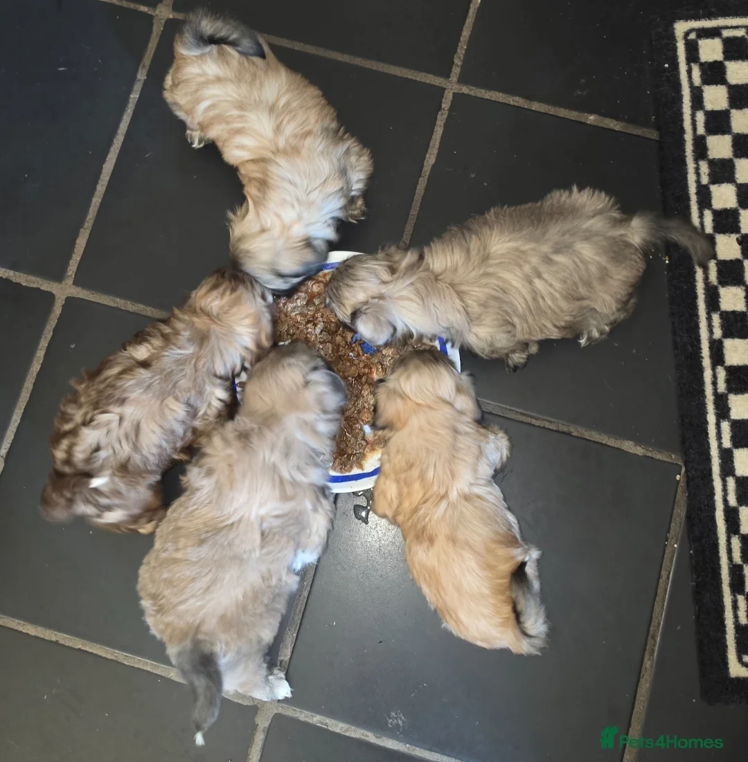 Shih Tzu dogs for sale: Stunning Shih Tzu puppies  in Broseley - Advert 1
