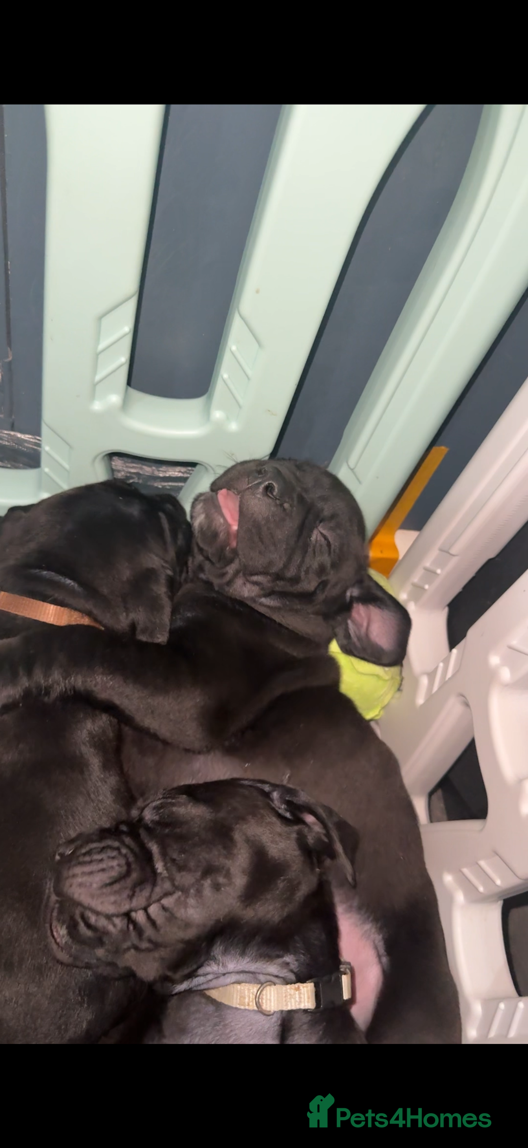 Cane Corso dogs for sale: 12 beautiful cane corso puppies 🐾 - Advert 4