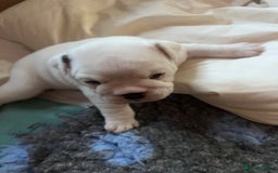 English Bulldog dogs for sale: 4 KC English Bulldog Puppies  - Image 17