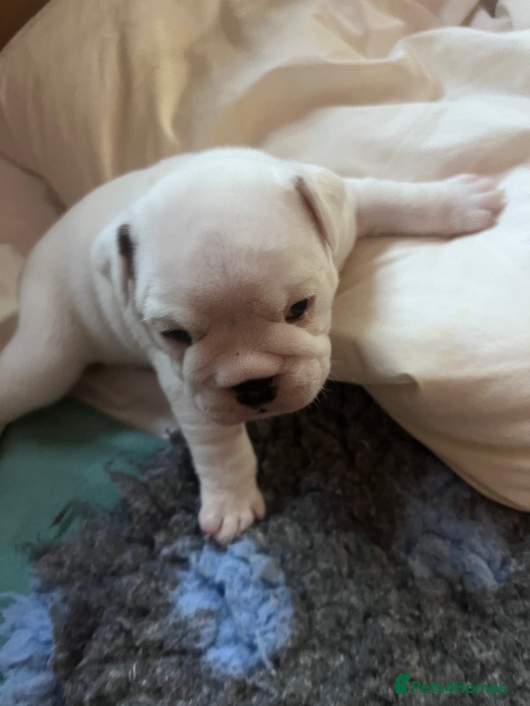 English Bulldog dogs for sale: 4 KC English Bulldog Puppies  - Image 17