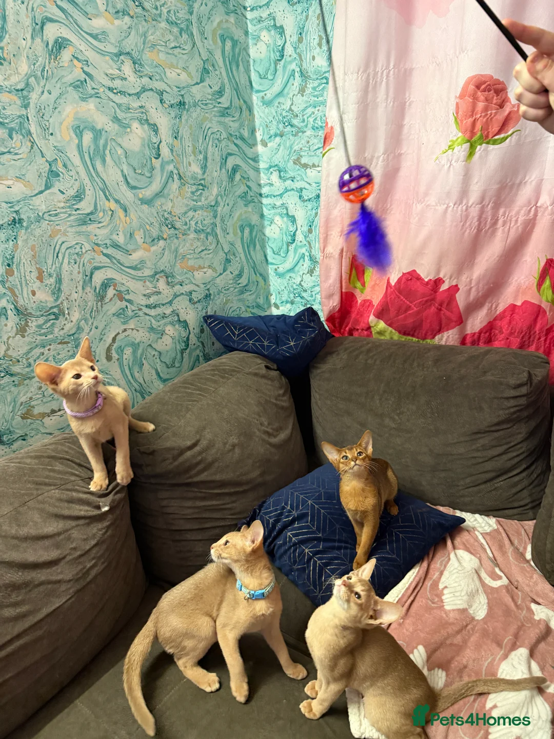 Abyssinian cats for sale: Ready for a new home - Advert 1