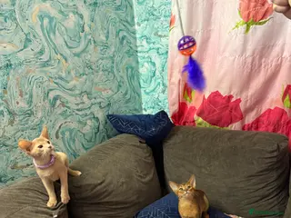 Abyssinian cats Ready for a new home - Advert 3